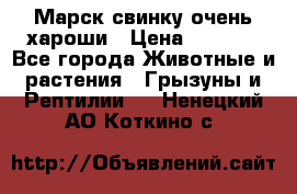 Марск свинку очень хароши › Цена ­ 2 000 - Все города Животные и растения » Грызуны и Рептилии   . Ненецкий АО,Коткино с.